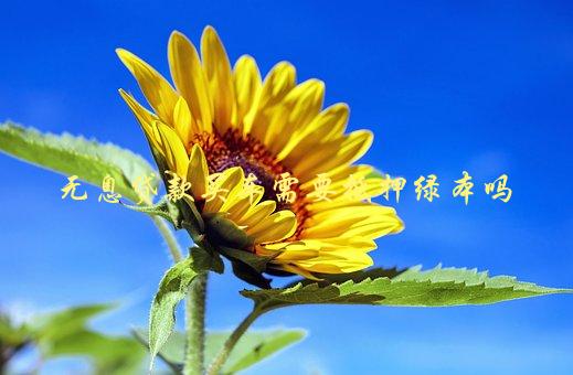 沒綠本車可以抵押嗎(抵押車沒綠本可以報廢處理嗎)? (http://www.ox-shoes.com/) 知識問答 第1張
